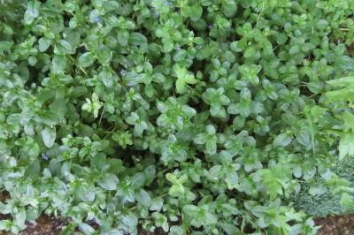 Veronica beccabunga