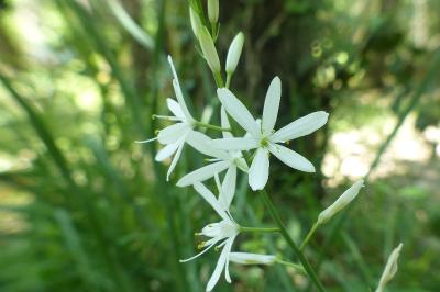 Anthericum liliago