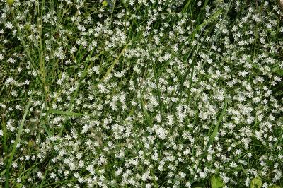 Stellaria graminea
