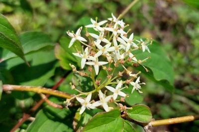Cornus sanguinea