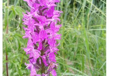 Dactylorhiza elata