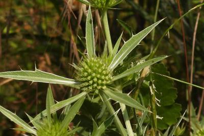 Eryngium campestre