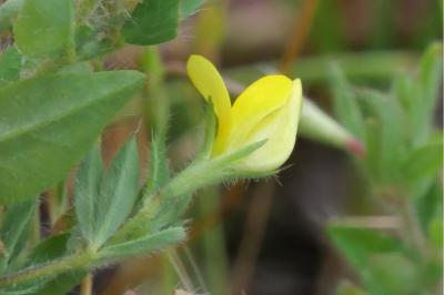 Lotus angustissimus