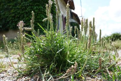 Plantago coronopus
