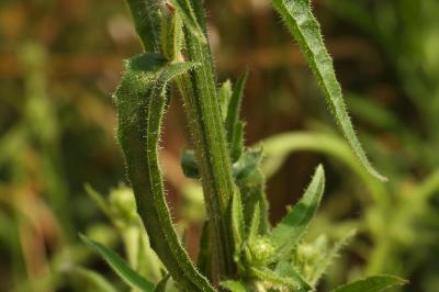 Picris hieracioides