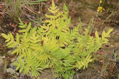Osmunda regalis