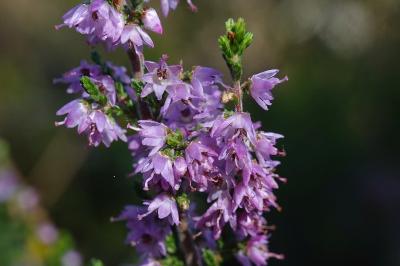 Calluna vulgaris