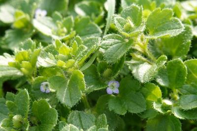 Veronica hederifolia