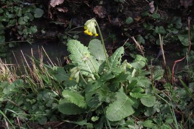 Primula veris