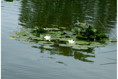 Nymphaea alba
