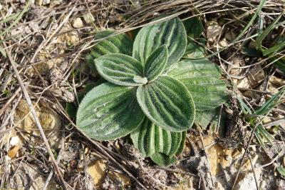 Plantago media