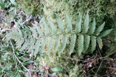 Polystichum aculeatum