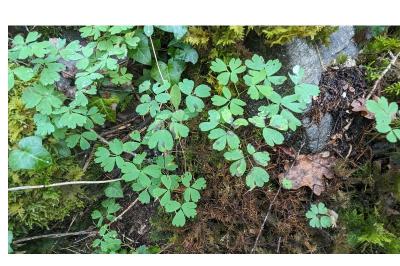 Isopyrum thalictroides