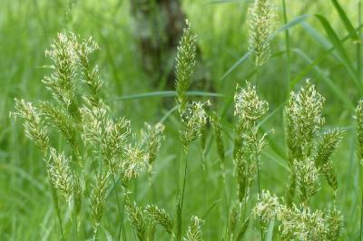 Anthoxanthum odoratum