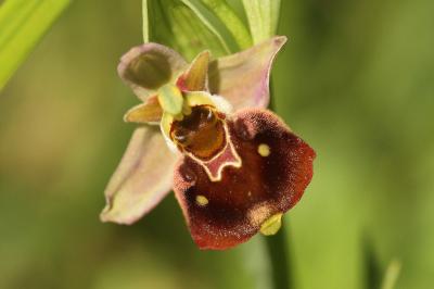 Ophrys x obscura