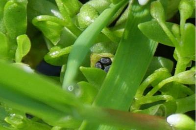 Montia fontana