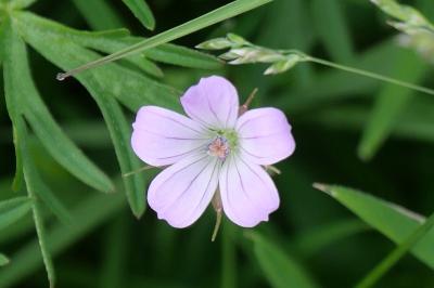 Geranium columbinum