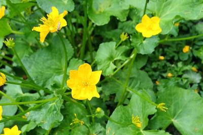 Caltha palustris