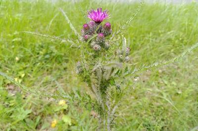 Cirsium palustre