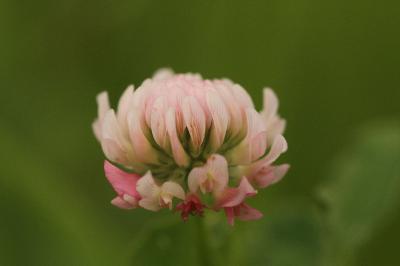 Trifolium hybridum