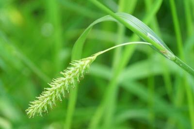 Carex laevigata