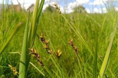 Carex spicata