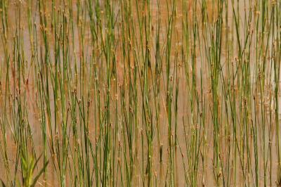 Eleocharis palustris