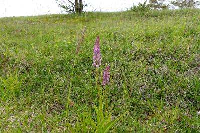 Gymnadenia conopsea
