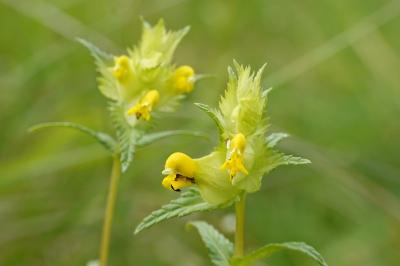 Rhinanthus minor