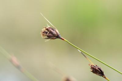 Schoenus nigricans