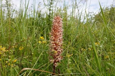 Orobanche amethystea