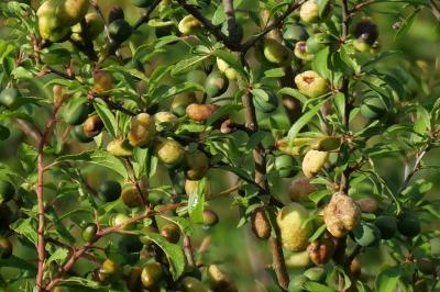 Prunus spinosa