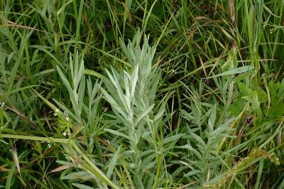 Xeranthemum cylindraceum