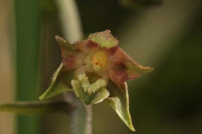 Epipactis microphylla