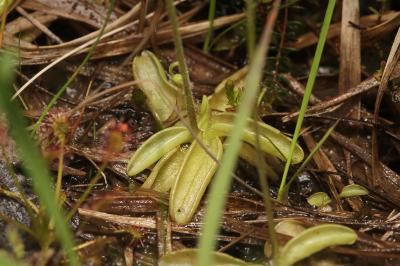 Pinguicula lusitanica