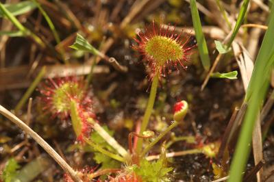 Drosera rotundifolia