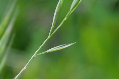Vulpia bromoides