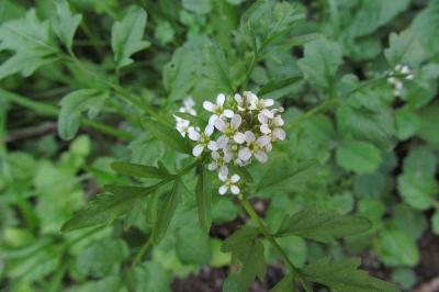 Cardamine flexuosa