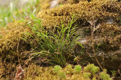 Asplenium septentrionale