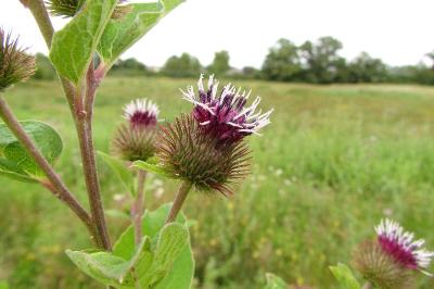 Arctium lappa