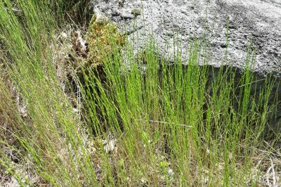 Micropyrum tenellum