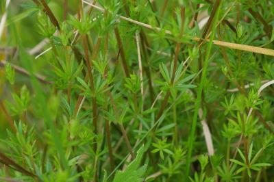 Galium uliginosum