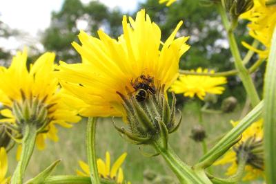 Crepis biennis