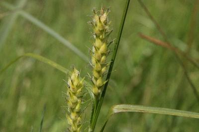 Carex hirta