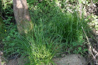 Carex sylvatica