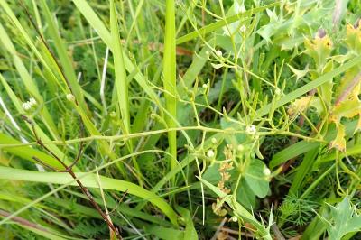 Thesium humifusum