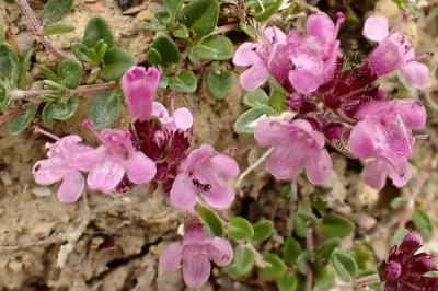 Thymus praecox