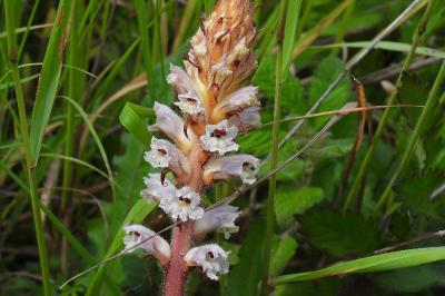 Orobanche picridis-hieracioidis