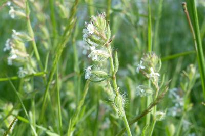 Silene gallica