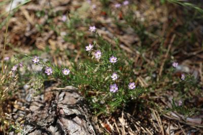 Spergularia rubra